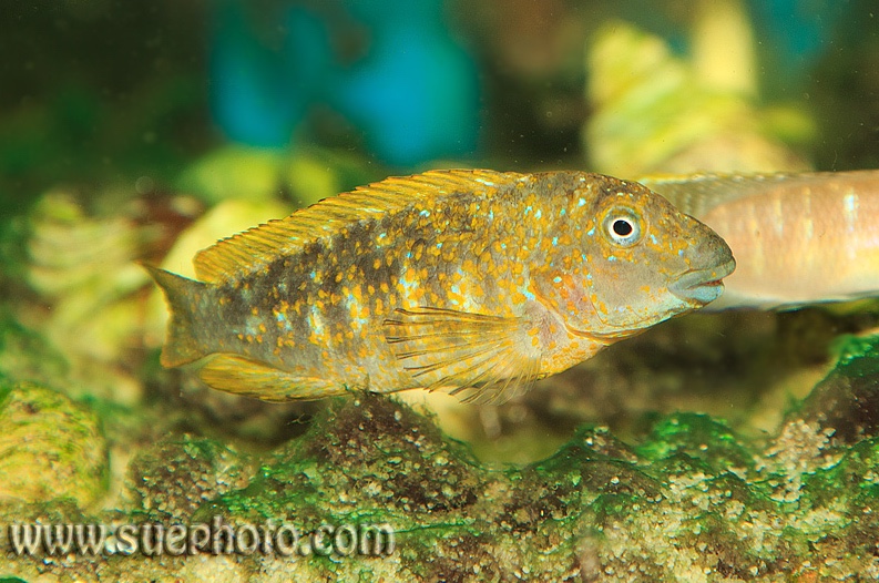 Eretmodus cyanostictus 'Kapampa' (Golden Kushangaza)